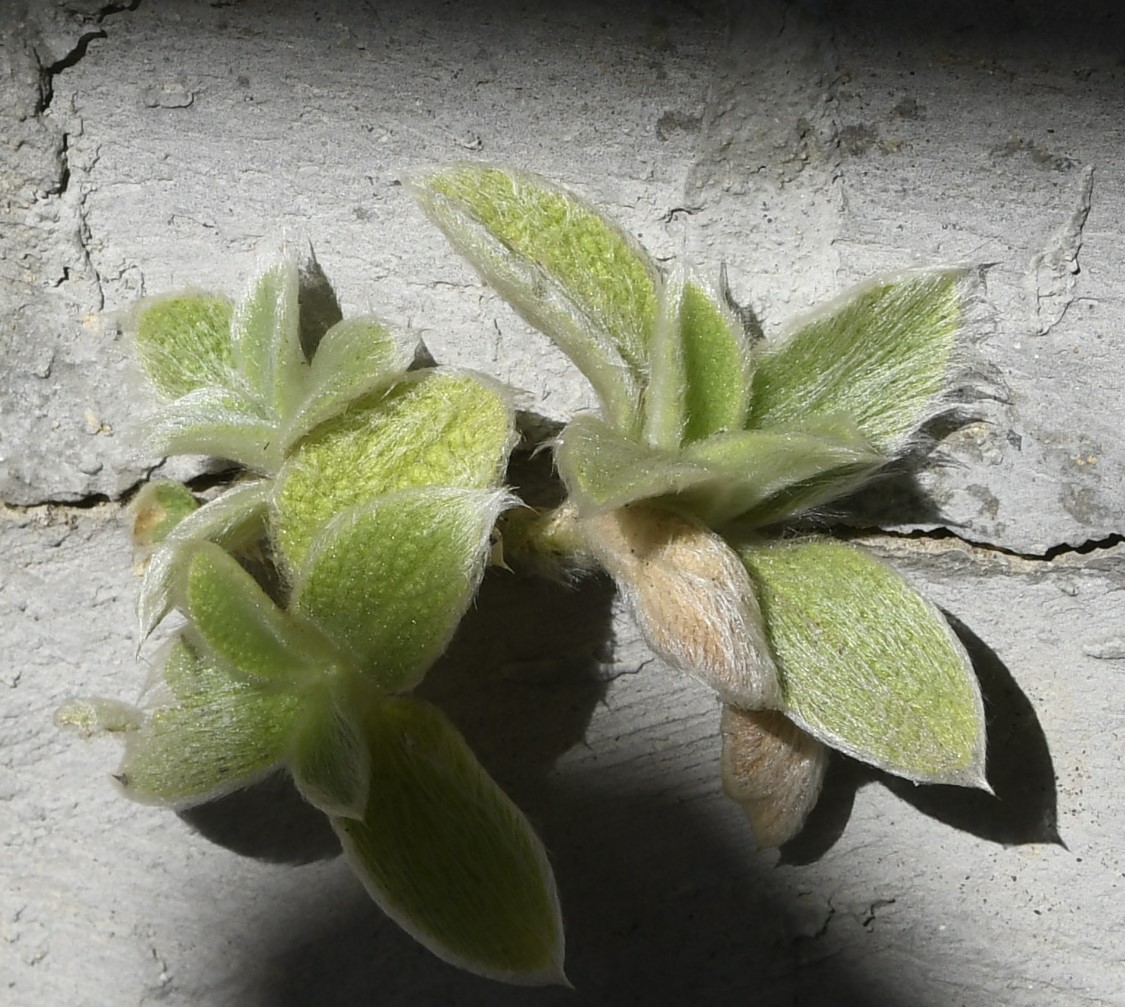 Изображение особи Sideritis perfoliata.