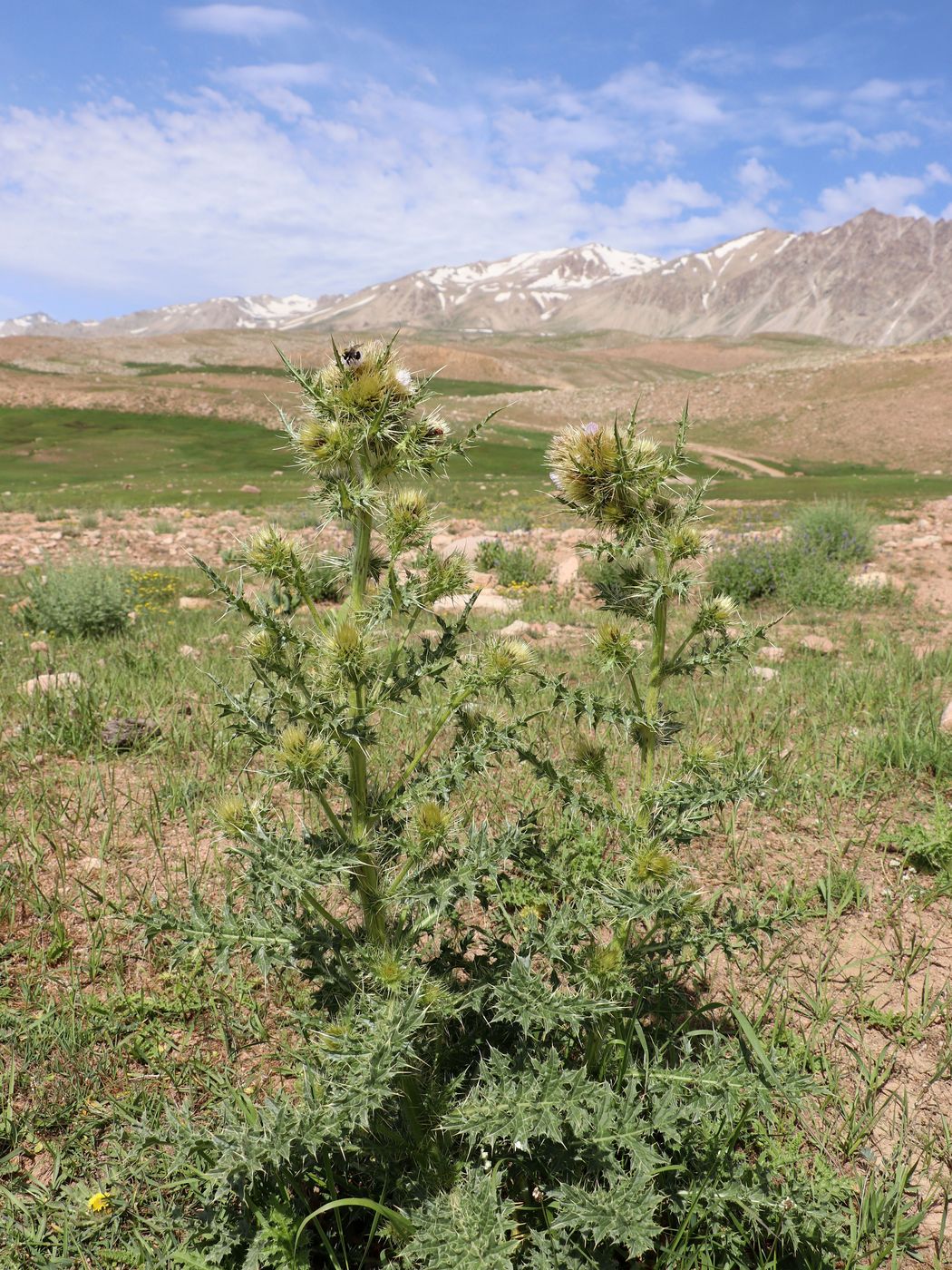 Image of Cirsium polyacanthum specimen.