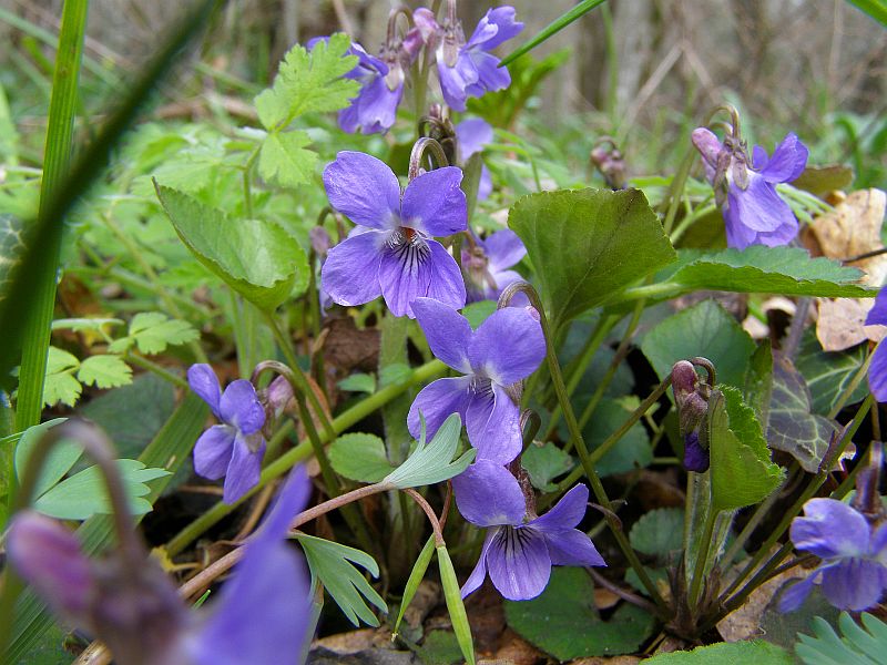 Image of Viola suavis specimen.