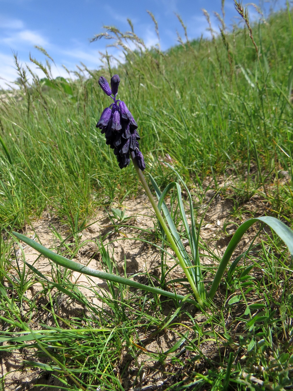 Image of Bellevalia turkestanica specimen.