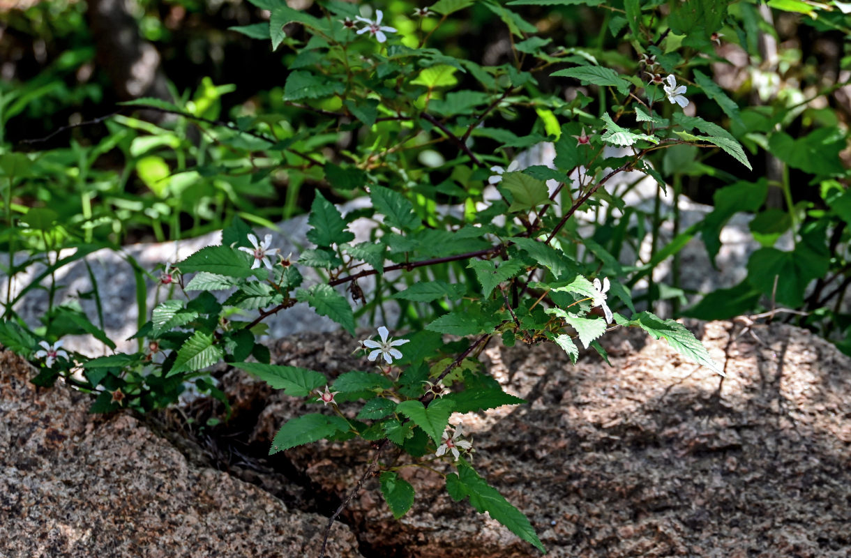 Изображение особи род Rubus.