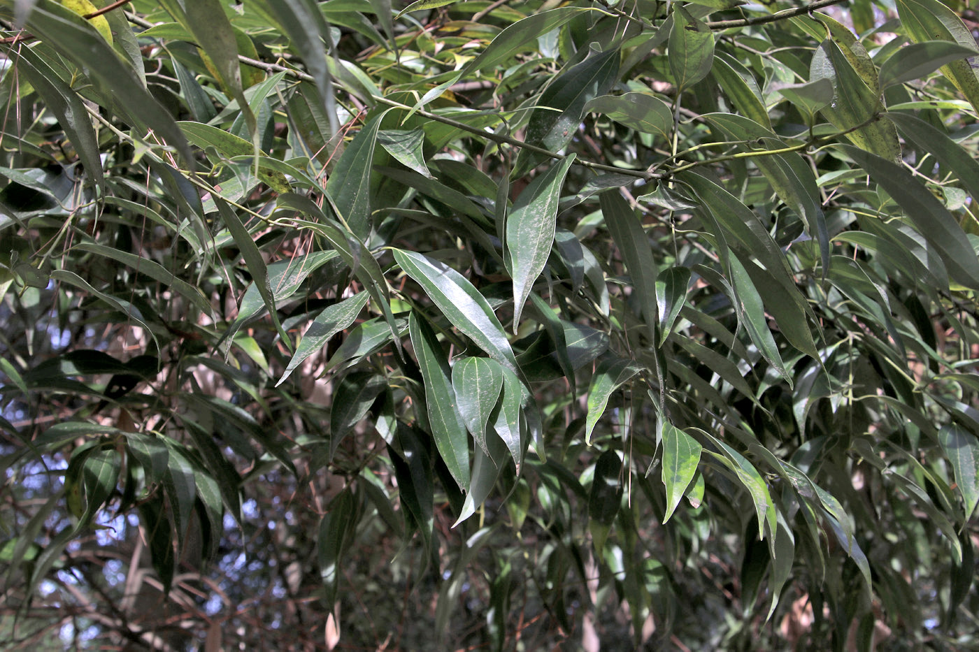 Изображение особи Cinnamomum sieboldii.