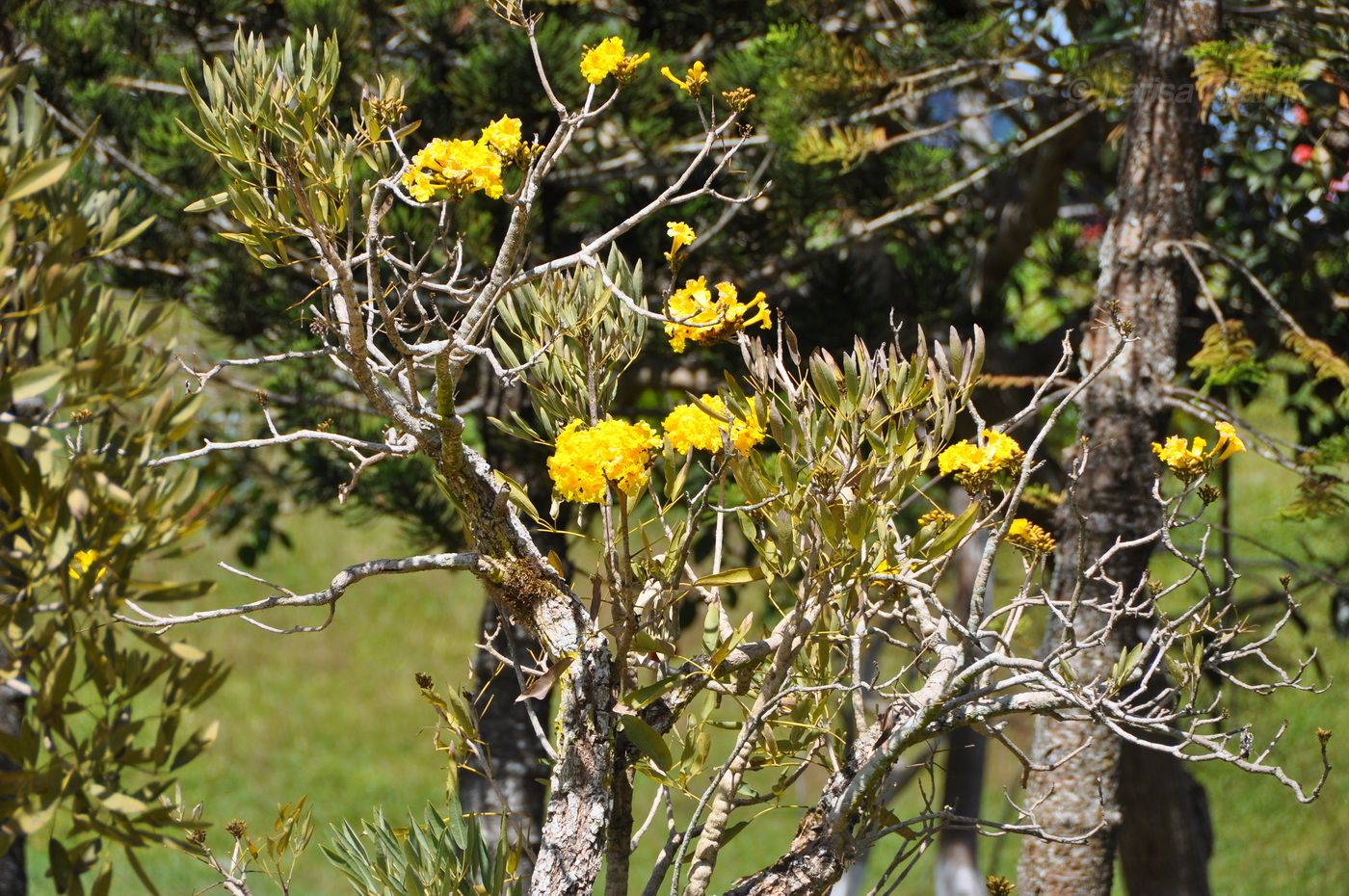 Image of Tabebuia caraiba specimen.