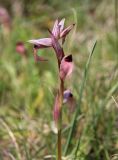 Serapias lingua