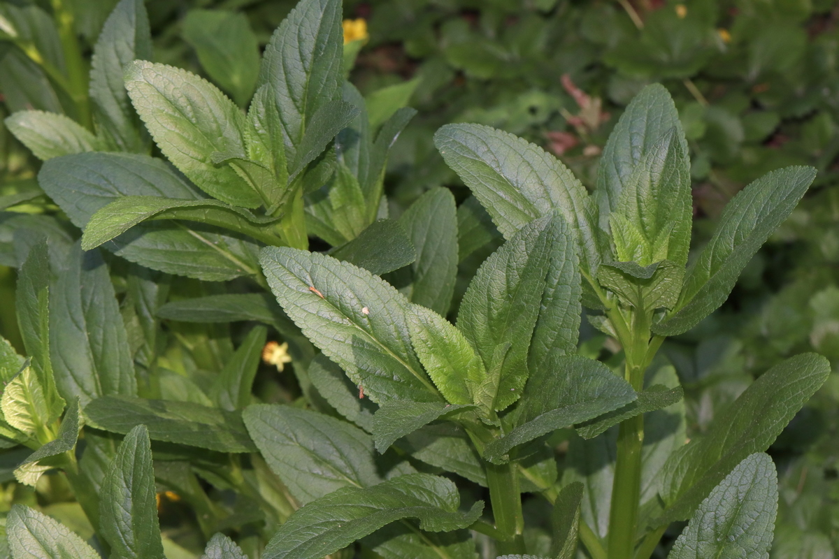 Image of Scrophularia umbrosa specimen.