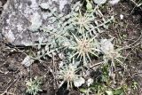 genus Cousinia