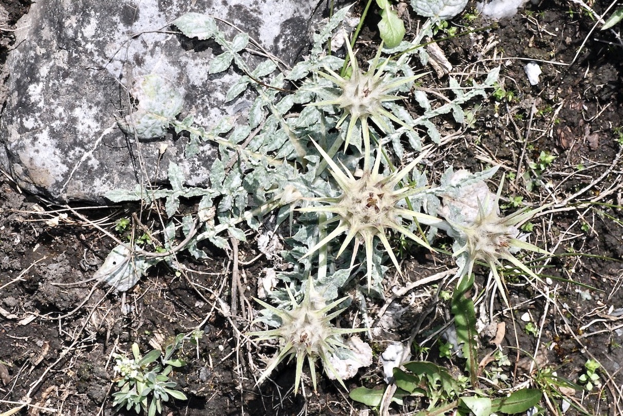 Image of genus Cousinia specimen.