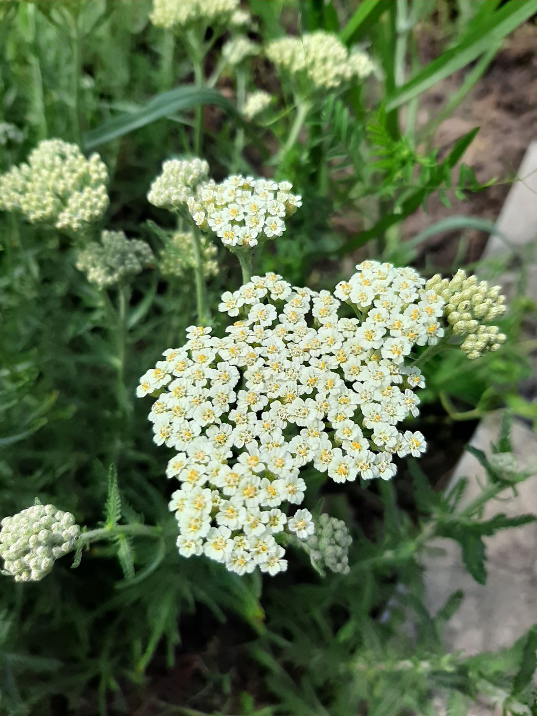 Image of Achillea ochroleuca specimen.