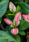 Смотреть изображение Rhododendron aureum