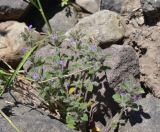 Ziziphora graveolens
