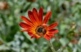 Arctotis hybrida. Соцветие. Португалия, о-в Мадейра, южный склон плато Паул-да-Серра, ≈ 1000 м н.у.м., у дороги. 10.06.2026.