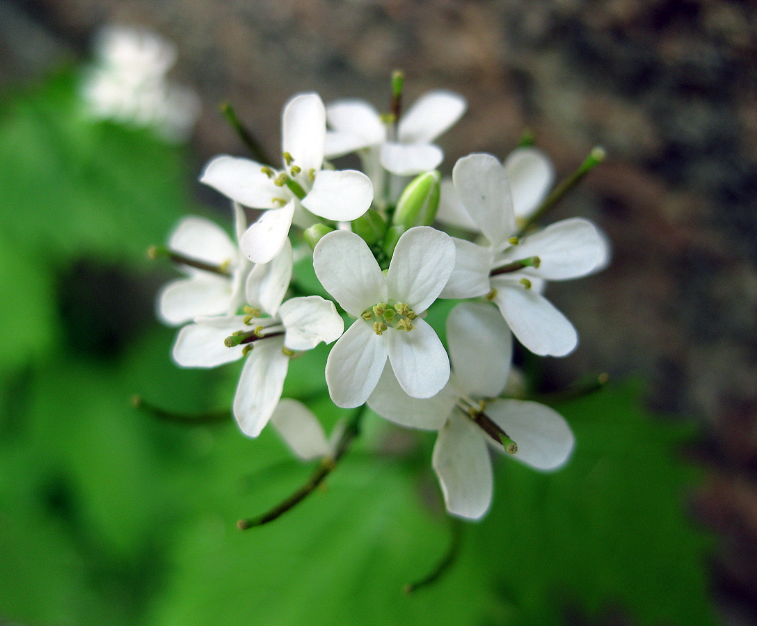 Image of Alliaria petiolata specimen.
