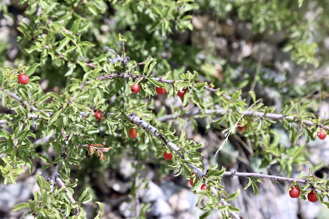 Image of Cerasus tianshanica specimen.