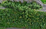 Смотреть изображение Ficus pumila