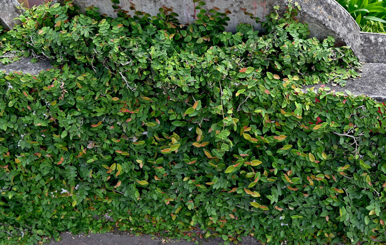 Изображение особи Ficus pumila.