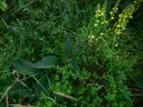 Verbascum nigrum. Цветущее растение. Смоленская обл., Вяземский р-н, окр. дер. Савино, высокий берег р. Осьма, луг. 21 августа 2026 г.