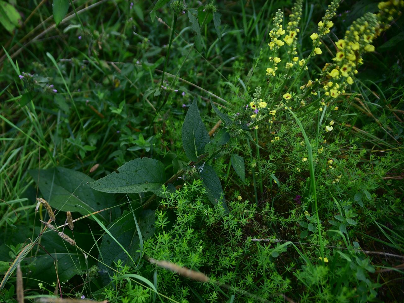 Image of Verbascum nigrum specimen.