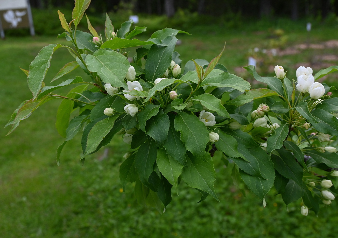 Image of Malus mandshurica specimen.
