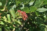 Viburnum burejaeticum. Верхушка ветви со зреющим соплодием. Приморский край, Шкотовский р-н, окр. с. Новонежино, кромка сырого луга. 08.08.2026.