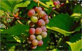 Vitis × alexanderi. Незрелое соплодие ('Изабелла'). Московская обл., Раменский р-н, окр. дер. Хрипань, садовый участок. 30.09.2026.