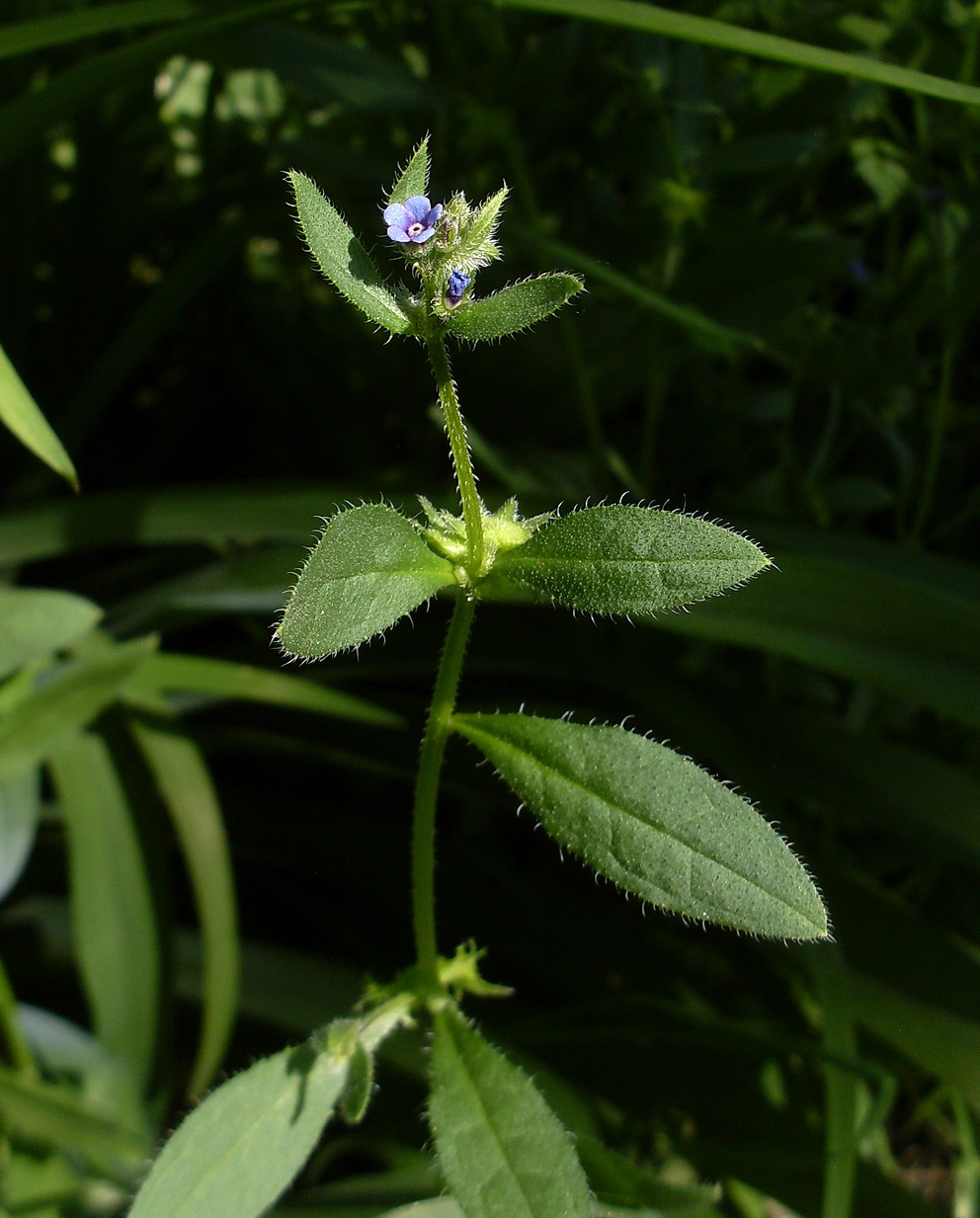 Image of Asperugo procumbens specimen.