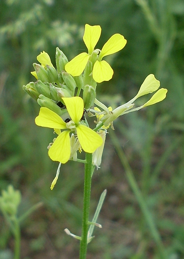 Image of Erysimum canescens specimen.