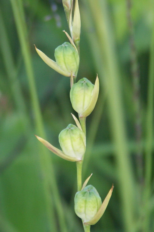 Изображение особи Gladiolus imbricatus.