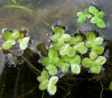 Lemna minor. Фронды на поверхности воды. Ярославская обл., Мышкинский р-н, дер. Кокошилова, р. Ломиха. 26.05.2011.