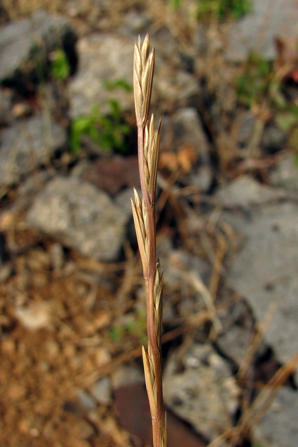 Image of Lolium loliaceum specimen.