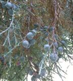 Juniperus turcomanica. Ветви с шишкоягодами. Копетдаг, Чули. Май 2011 г.