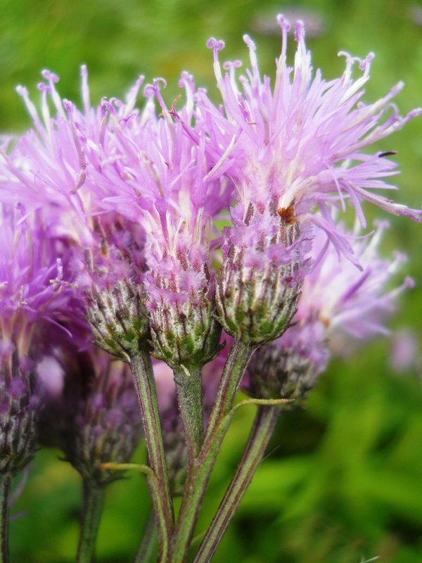 Image of Saussurea amara specimen.