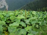 Rumex alpinus. Цветущие растения (Rumex pseudoalpinus Hoefft) на горном лугу. Украина, Ивано-Франковская обл., Надворнянский р-н, природный заповедник \"Горганы\", Кливки. 17 июня 2011 г.