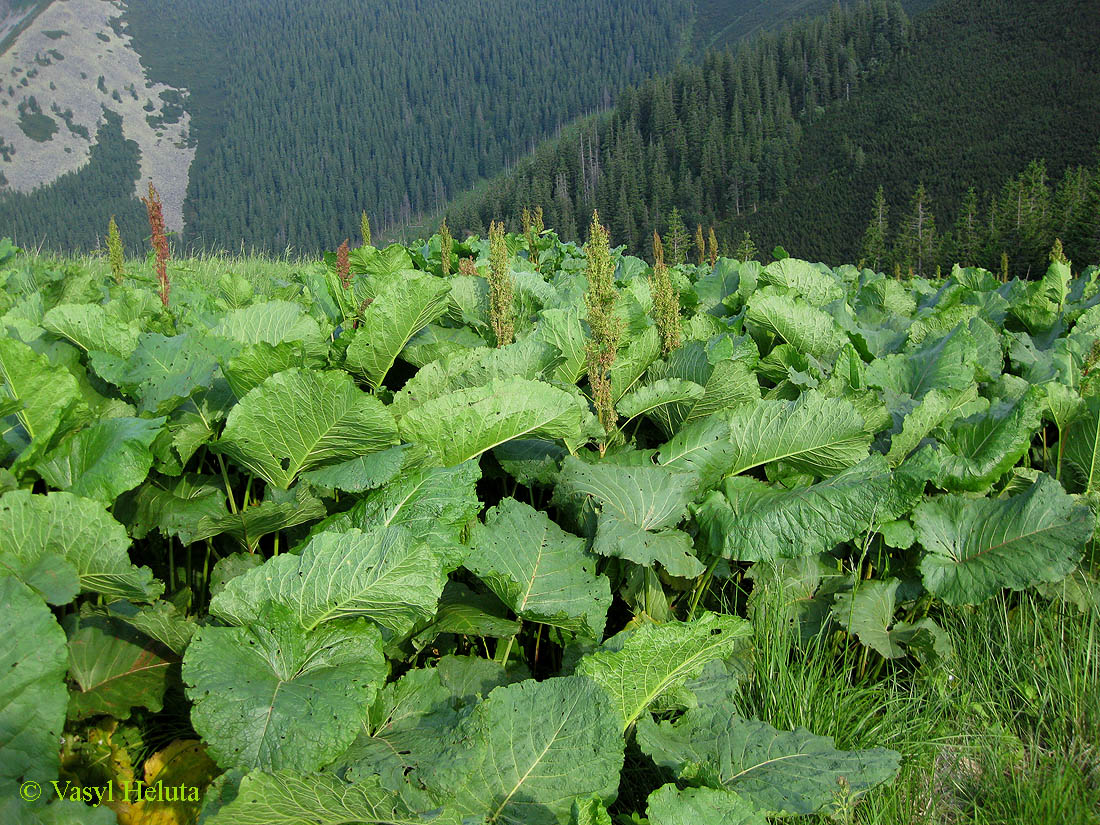 Image of Rumex alpinus specimen.