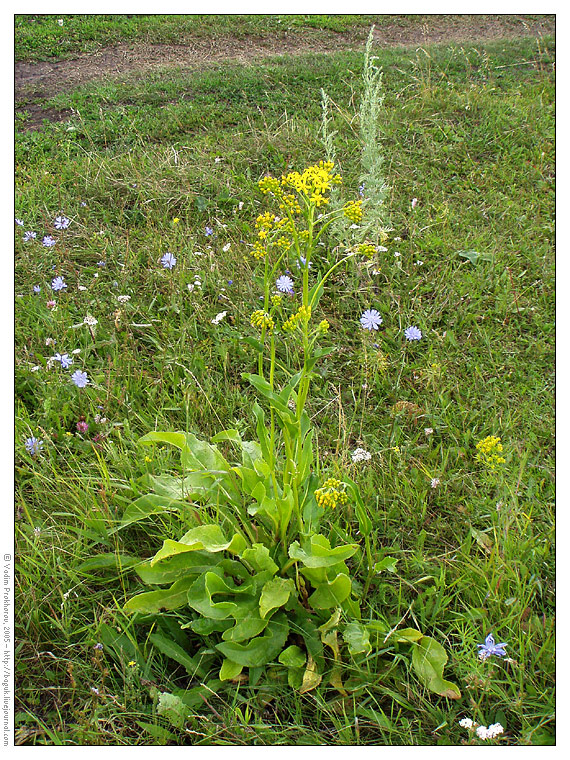 Изображение особи Senecio schwetzowii.