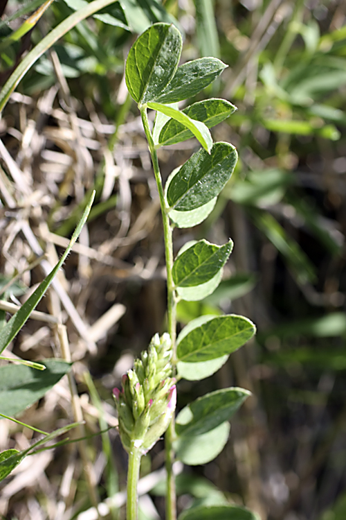 Изображение особи Astragalus platyphyllus.