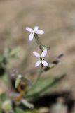 Strigosella trichocarpa. Соцветие с цветками и бутонами. Таджикистан, предгорья Гиссарского хр., Северные холмы. 02.05.2011.