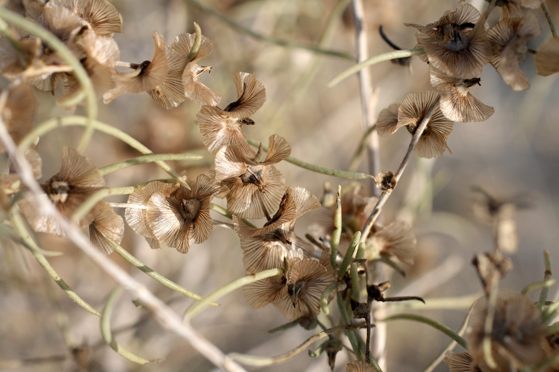 Изображение особи Salsola richteri.