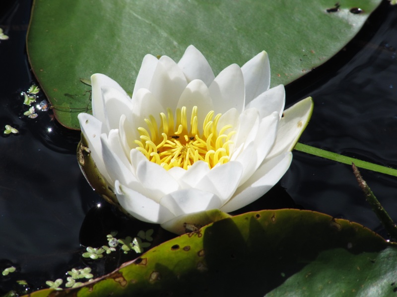 Image of Nymphaea candida specimen.