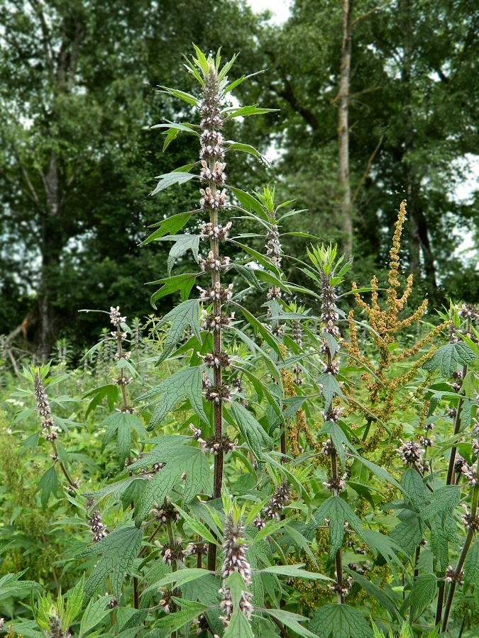 Изображение особи Leonurus quinquelobatus.