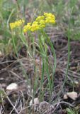 Bupleurum bicaule