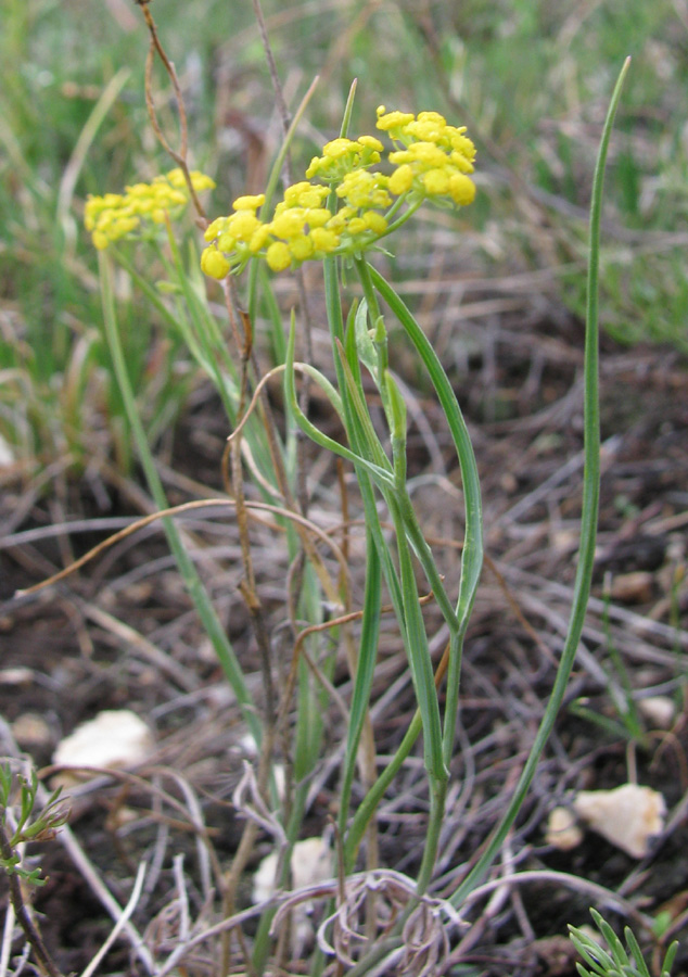 Изображение особи Bupleurum bicaule.