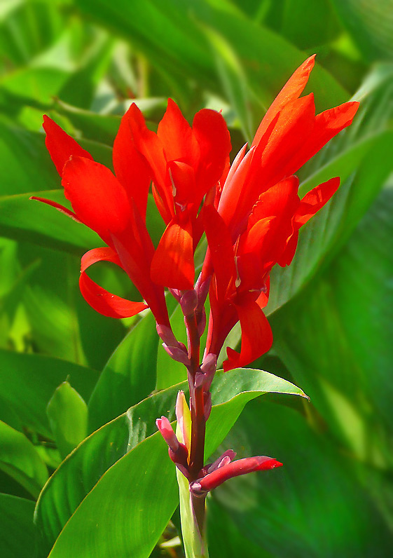 Image of Canna indica specimen.