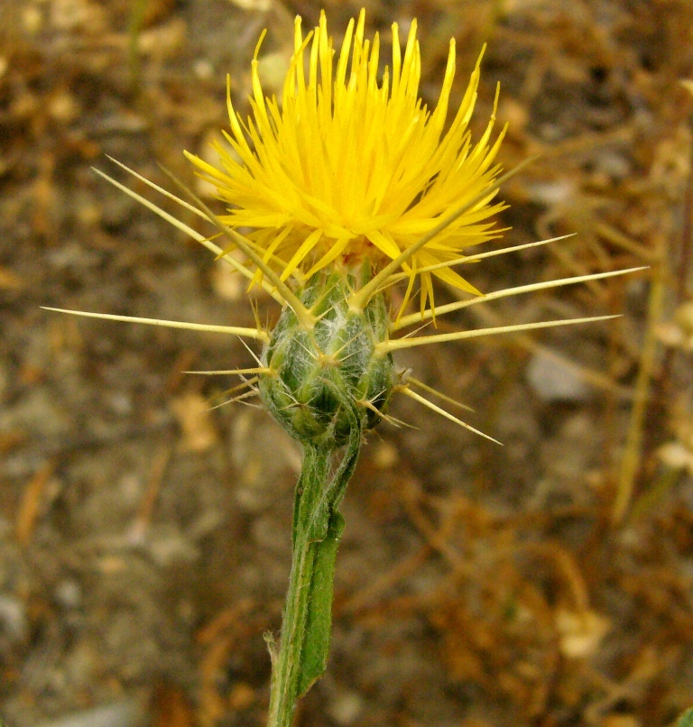 Image of Centaurea solstitialis specimen.