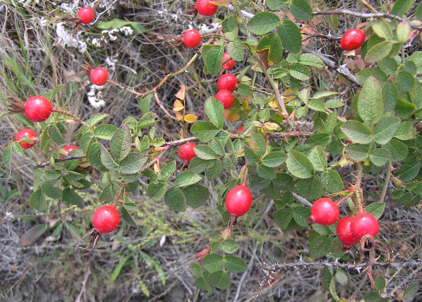 Image of Rosa rubiginosa specimen.