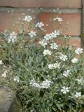 Cerastium argenteum