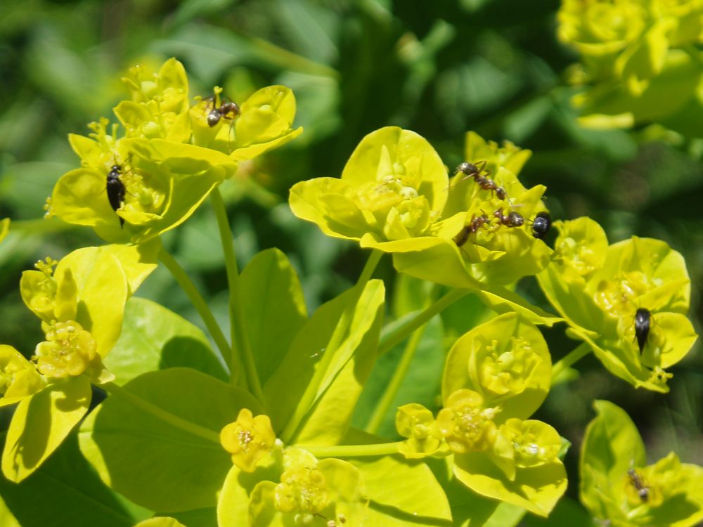 Изображение особи Euphorbia semivillosa.