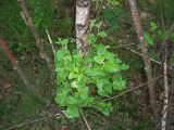 Betula pubescens