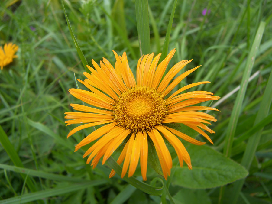 Изображение особи Inula orientalis.