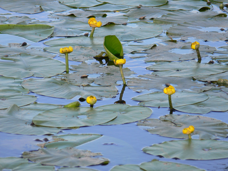 Image of Nuphar lutea specimen.