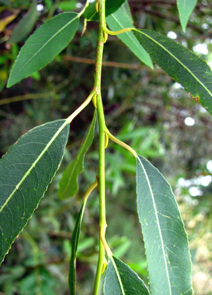 Image of Salix &times; alopecuroides specimen.